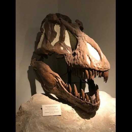 Tyrannosaurus Skull