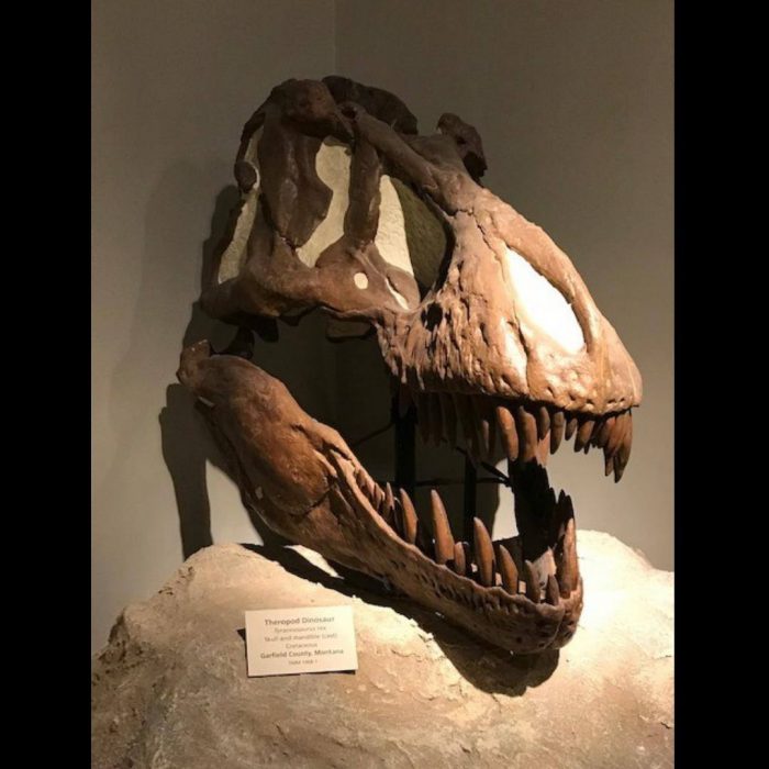 Tyrannosaurus Skull